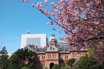 北海道庁赤れんが庁舎の八重桜