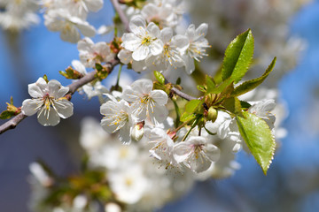 Obraz premium strahlend weiße Kirschblüten am Kirschbaum