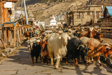 Caravan of goats going along village street in Nepal