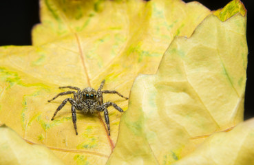 Macro spider jumping om yellow leaf