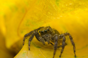 Macro spider jumping om yellow leaf