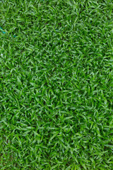 green grass turf