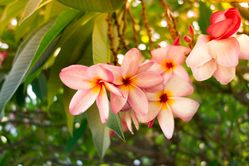 Pink plumeria on the plumeria tree, frangipani tropical flowers.