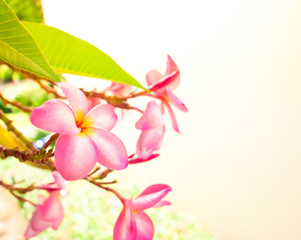 Pink plumeria on the plumeria tree, frangipani tropical flowers.