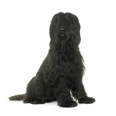 Briard in studio