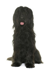 Briard in studio