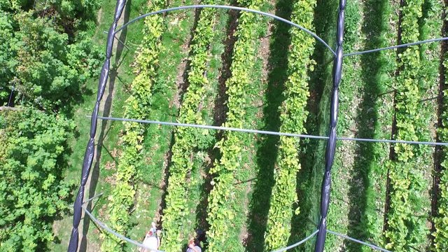  Aerial view above couple picking fruit in agricultural area. 