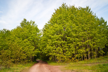 Na skraju lasu © Mariusz Stoszewski