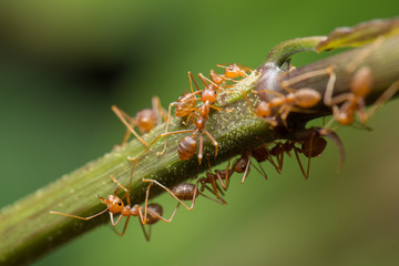 World Of Ant