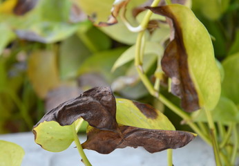 betel leaf burn to dark in summer heat