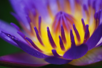 Fototapeta premium Close up purple Lotus or Water Lilly's pollen with water drops, background with green leaf