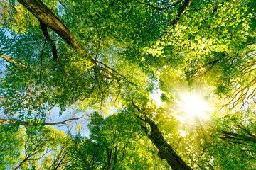 Sonnenstrahlen brechen durch Baumkronen