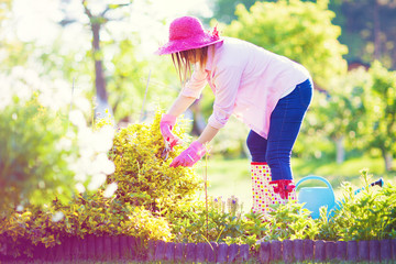 Woman wearing wellies, hat and gloves with pruning shears cutting evergreen bittersweet shrub...