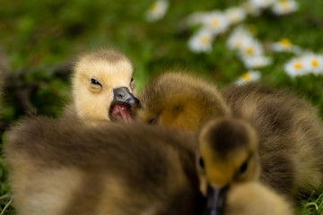 Gähnendes Gänseküken der Kanadagans