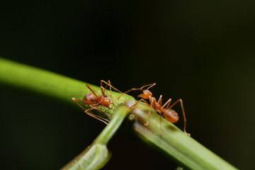 World Of Ant