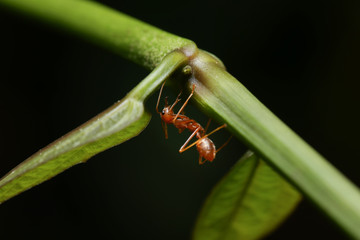 World Of Ant