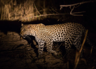 A leopard (Panthera pardus pardus) on the hunt at night, South Luangwa National Park, Zambia, Africa.
