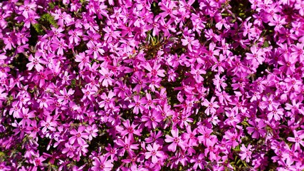  Phlox styloid floral background