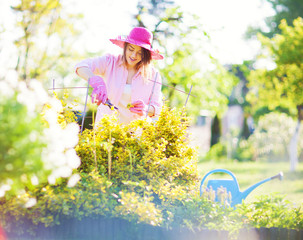 Woman wearing hat and gloves with pruning shears cutting evergreen bittersweet shrub plant....