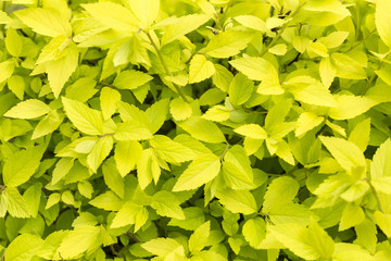 green leaf texture background