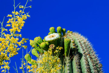 Bees gathering nectar from the delicate white and yellow springtime blossoms on the arm of a giant saguaro cactus in Arizona's Sonoran desert.