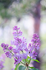 Obraz premium The branches of lilac