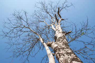 Barren tree against blue sky