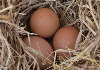 Fresh chicken eggs for you.