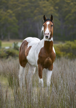 Paint stallion