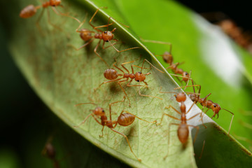 World Of Ant