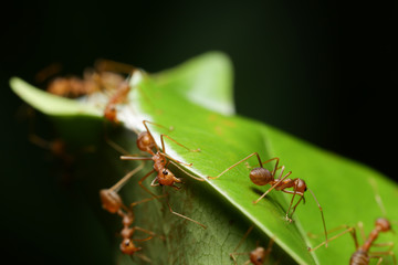 World Of Ant