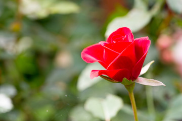 Floral postcard for your design