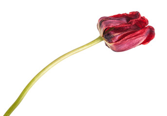 faded red tulip isolated on white background