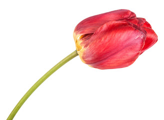 faded red tulip isolated on white background