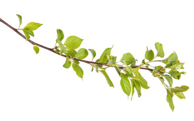 apple-tree branch with green leaves. isolated on white backgroun