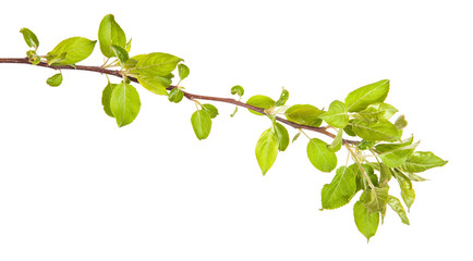 apple-tree branch with green leaves. isolated on white backgroun
