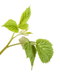 Raspberry leaves isolated on white background