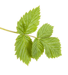 Raspberry leaves isolated on white background