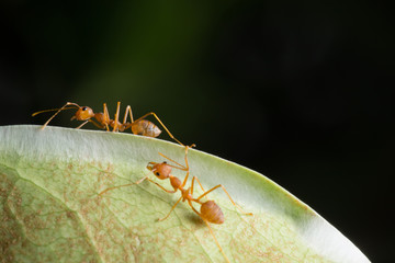 World Of Ant