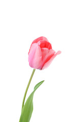 Pink tulip on white background, close up