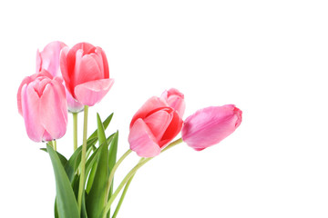 Pink tulips on white background, close up