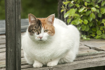 Female white cat on rural wooden terrace