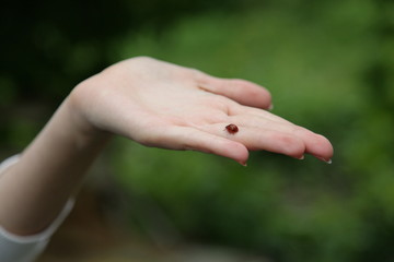 Naklejka premium Божья коровка на руке