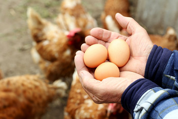 Old male hands holding brown eggs, close up