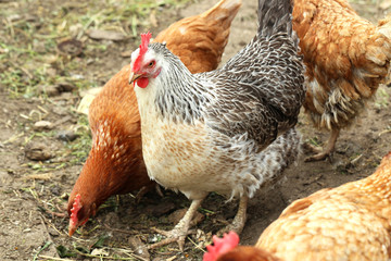 Brown and white hens outdoors, close up