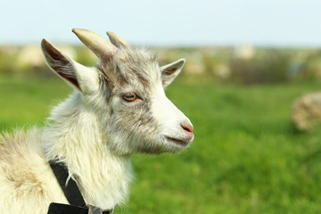 Goat on the green meadow, close up