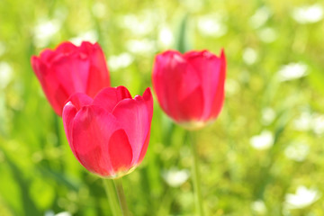 Red tulips in the garden, close up