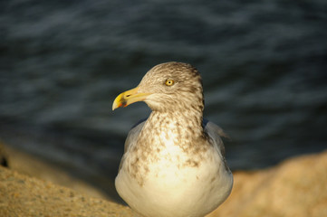 Seagull in close up / Wild seagull captured in close up style