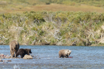 Brown bear female and her cub
