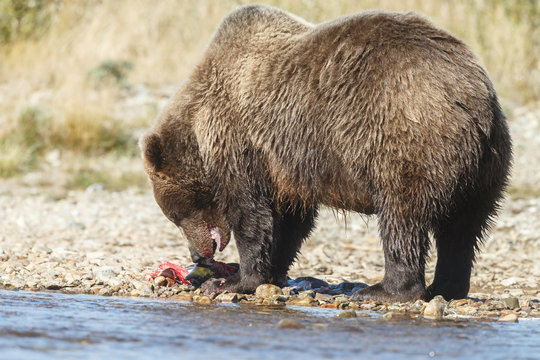 Brown bear standing in a river and eating or chasing slamon